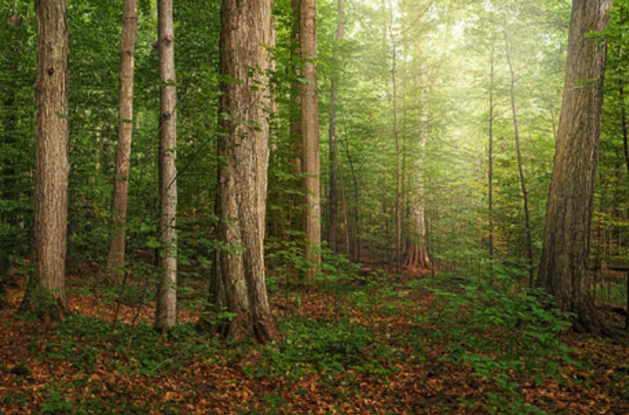 A sunlit path through a wooded grove